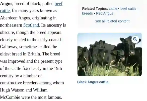 Black Angus Cattle