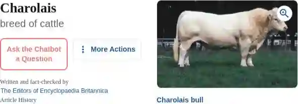 charolais_bull