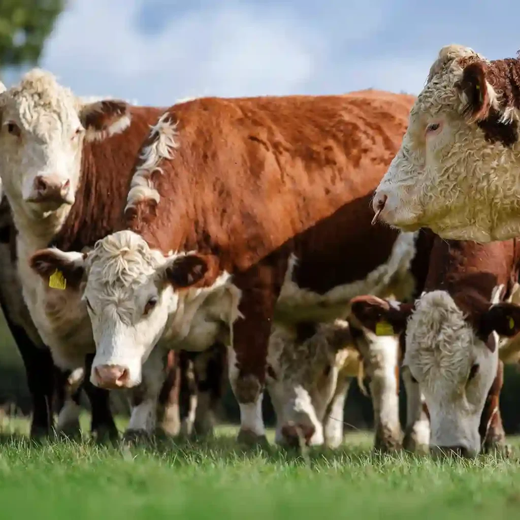 Hereford Cattle group