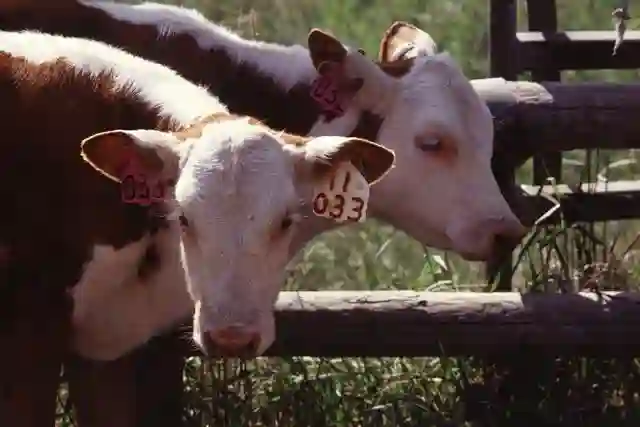 weaning_calves