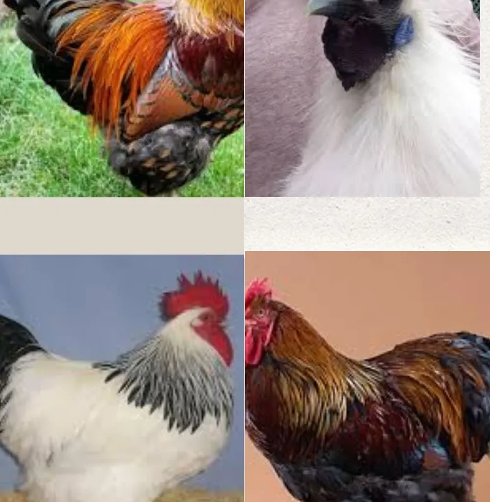 Wyandotte Rooster, Silkie Rooster, Cochin Rooster,Sussex Rooster
