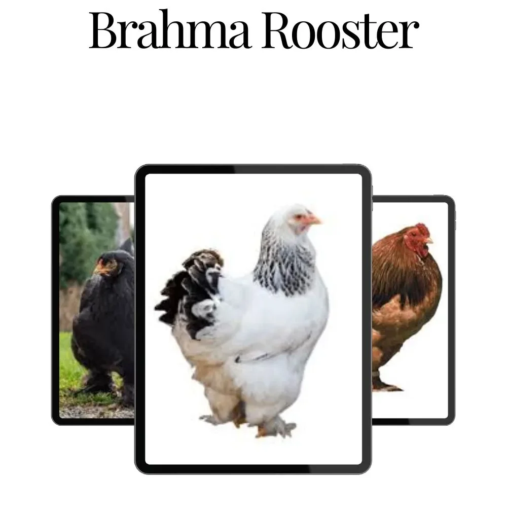 Brahma Rooster